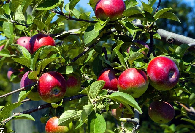 Red apples growing among green leaves