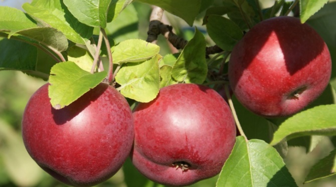 Close-up of three red apples on a tree